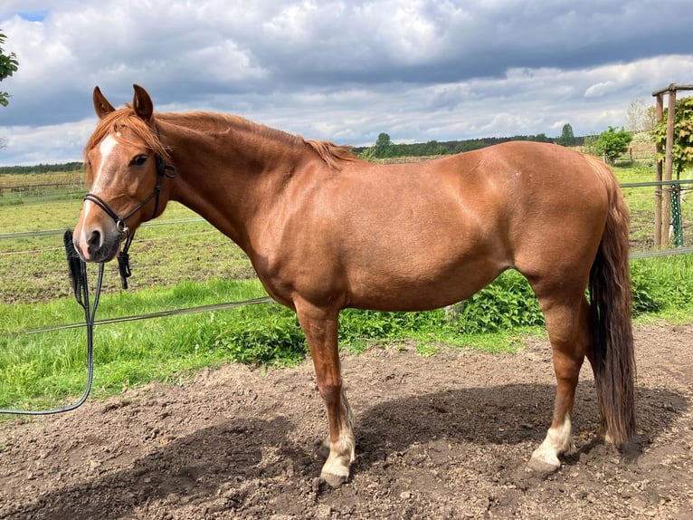 Weitere Ponys/Kleinpferde Stute 8 Jahre 142 cm Fuchs in Beelitz