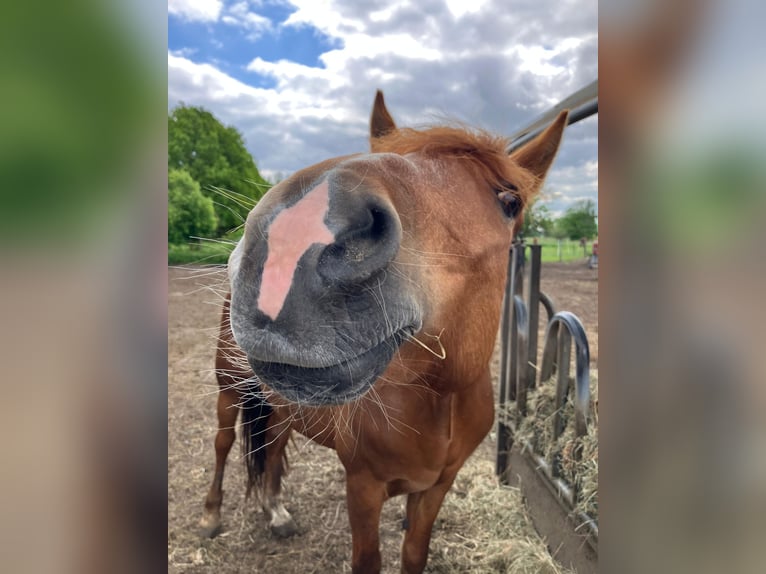 Weitere Ponys/Kleinpferde Stute 8 Jahre 142 cm Fuchs in Beelitz