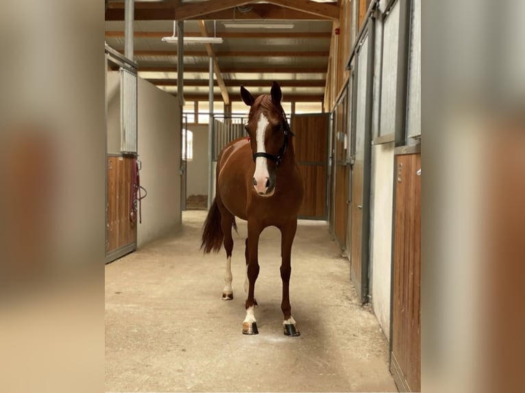 Weitere Ponys/Kleinpferde Stute 8 Jahre 142 cm Fuchs in Roma