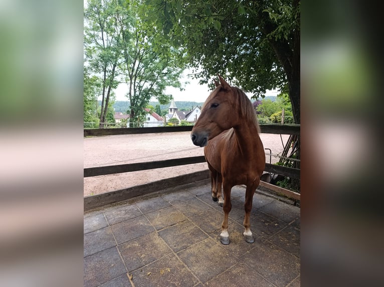 Weitere Ponys/Kleinpferde Stute 8 Jahre 143 cm Fuchs in Schorndorf