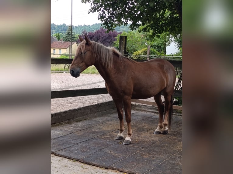 Weitere Ponys/Kleinpferde Stute 8 Jahre 143 cm Fuchs in Schorndorf