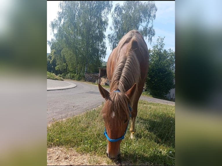 Weitere Ponys/Kleinpferde Stute 8 Jahre 143 cm Fuchs in Schorndorf