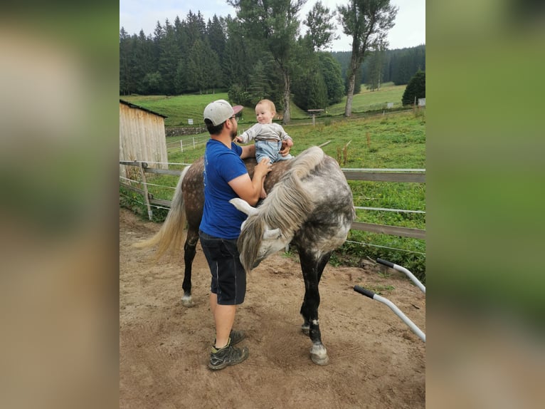 Weitere Ponys/Kleinpferde Stute 8 Jahre 145 cm Apfelschimmel in Furtwangen im Schwarzwald