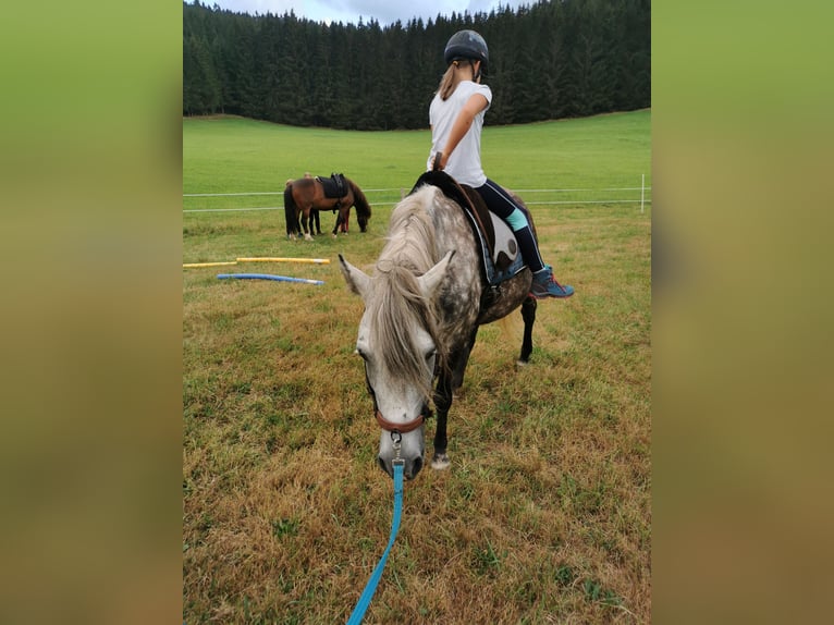 Weitere Ponys/Kleinpferde Stute 8 Jahre 145 cm Apfelschimmel in Furtwangen im Schwarzwald
