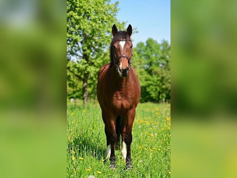 Weitere Ponys/Kleinpferde Stute 8 Jahre 145 cm Brauner in Békésszentandrás
