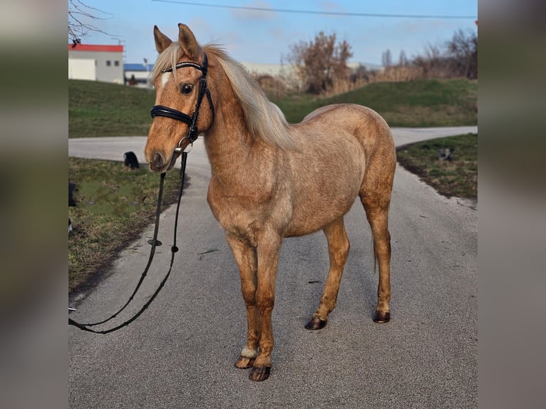 Weitere Ponys/Kleinpferde Stute 8 Jahre 145 cm Palomino in Békéscsaba