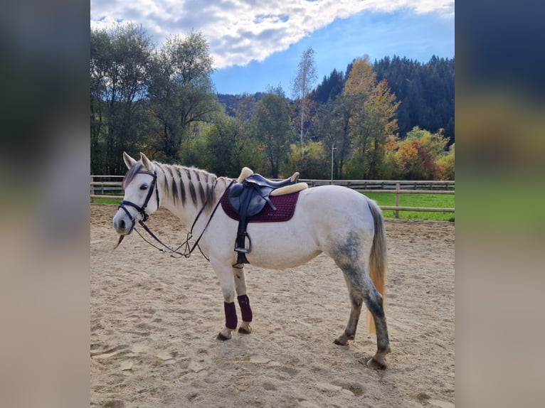 Weitere Ponys/Kleinpferde Stute 8 Jahre 145 cm Schimmel in Gummern