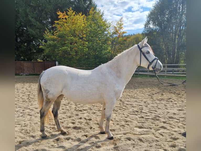 Weitere Ponys/Kleinpferde Stute 8 Jahre 145 cm Schimmel in Gummern