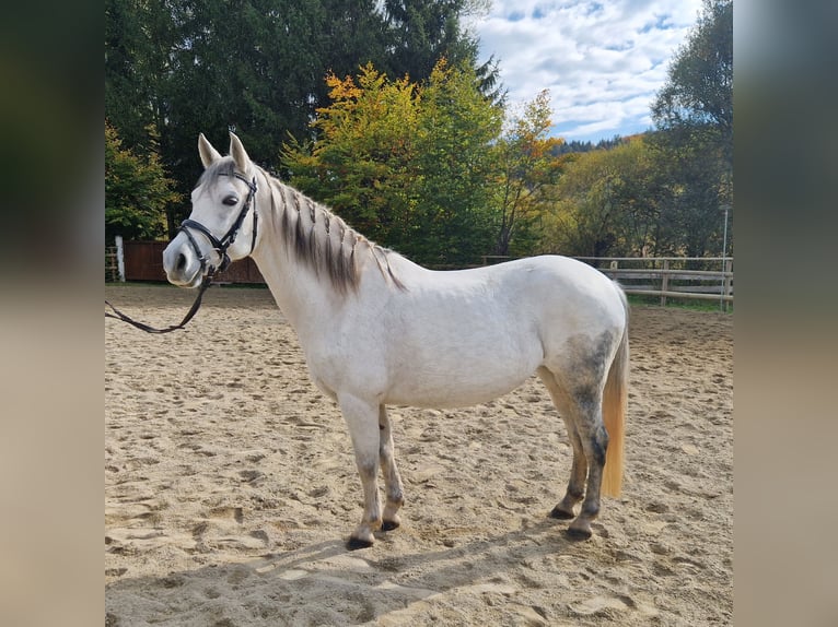Weitere Ponys/Kleinpferde Stute 8 Jahre 145 cm Schimmel in Gummern