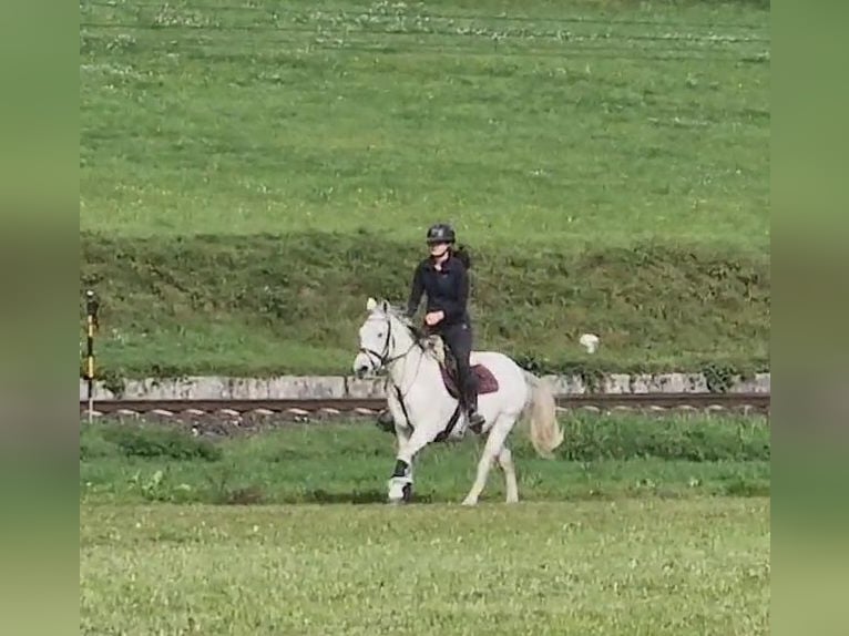 Weitere Ponys/Kleinpferde Stute 8 Jahre 145 cm Schimmel in Gummern