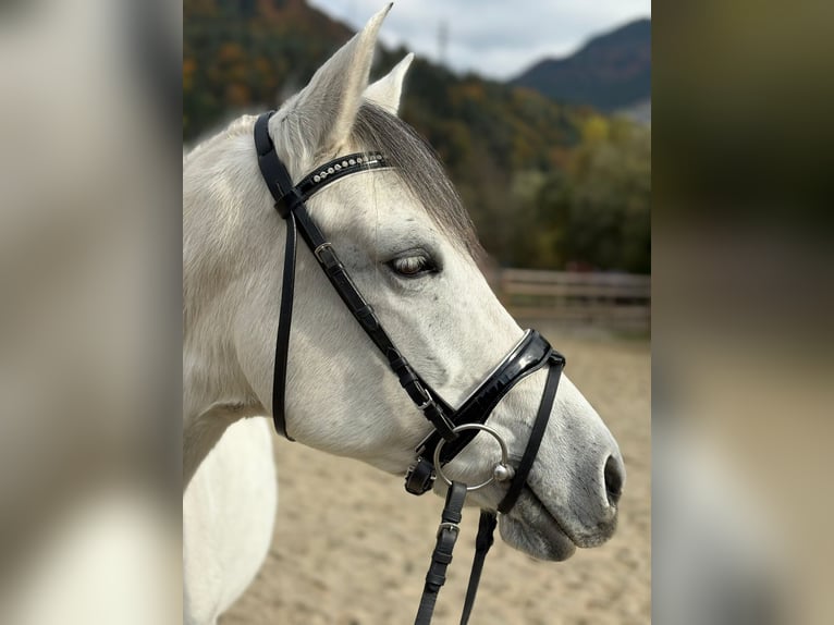 Weitere Ponys/Kleinpferde Stute 8 Jahre 145 cm Schimmel in Gummern