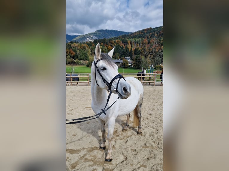 Weitere Ponys/Kleinpferde Stute 8 Jahre 145 cm Schimmel in Gummern