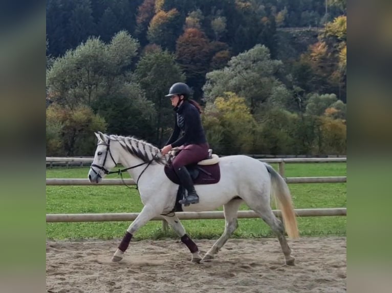 Weitere Ponys/Kleinpferde Stute 8 Jahre 145 cm Schimmel in Gummern