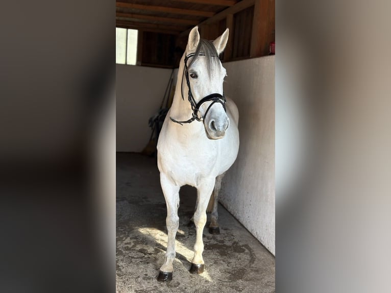 Weitere Ponys/Kleinpferde Stute 8 Jahre 145 cm Schimmel in Gummern