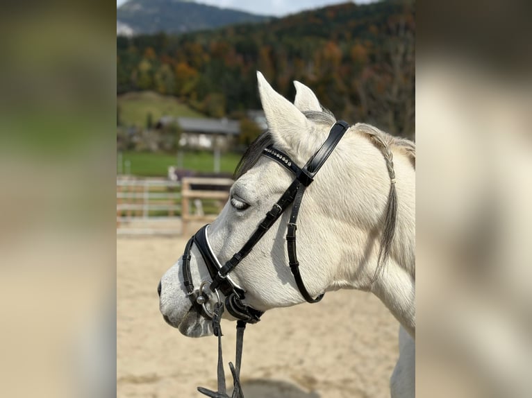 Weitere Ponys/Kleinpferde Stute 8 Jahre 145 cm Schimmel in Gummern