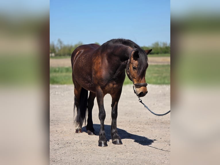 Weitere Ponys/Kleinpferde Stute 8 Jahre 148 cm Brauner in Kecskemét