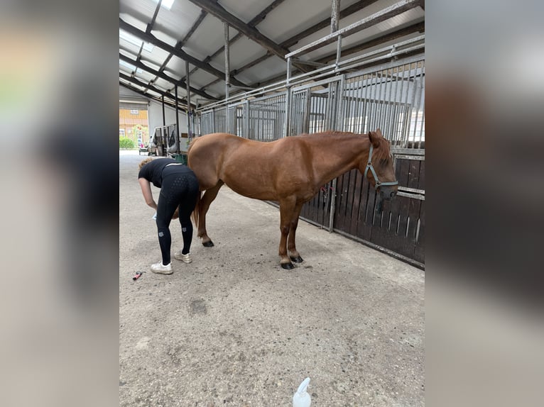 Weitere Ponys/Kleinpferde Mix Stute 8 Jahre 148 cm Fuchs in Meppen