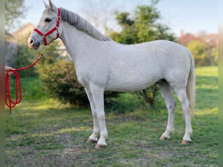 Weitere Ponys/Kleinpferde Stute 8 Jahre 148 cm Schimmel in Békéscsaba