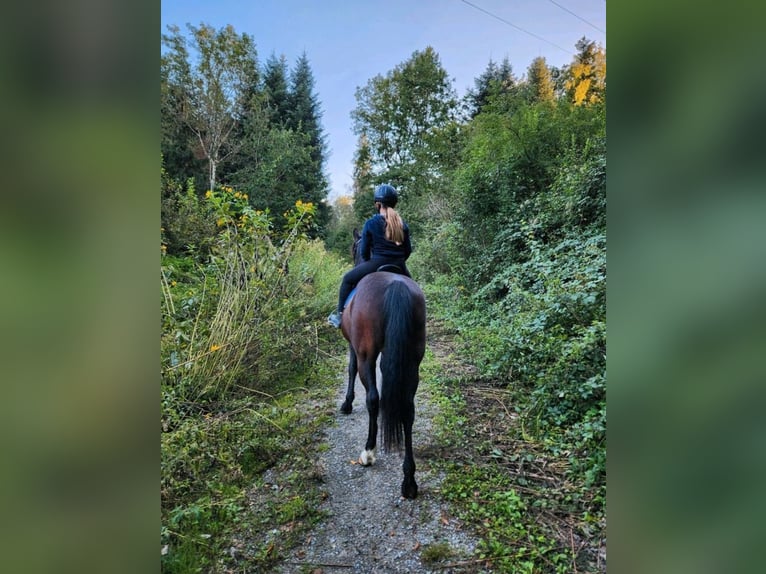Weitere Ponys/Kleinpferde Stute 8 Jahre 149 cm Dunkelfuchs in Wangen im Allg&#xE4;u