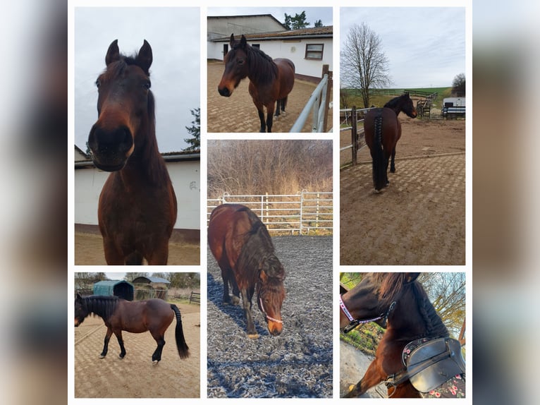 Weitere Ponys/Kleinpferde Stute 8 Jahre 150 cm Brauner in Kaltenholzhausen