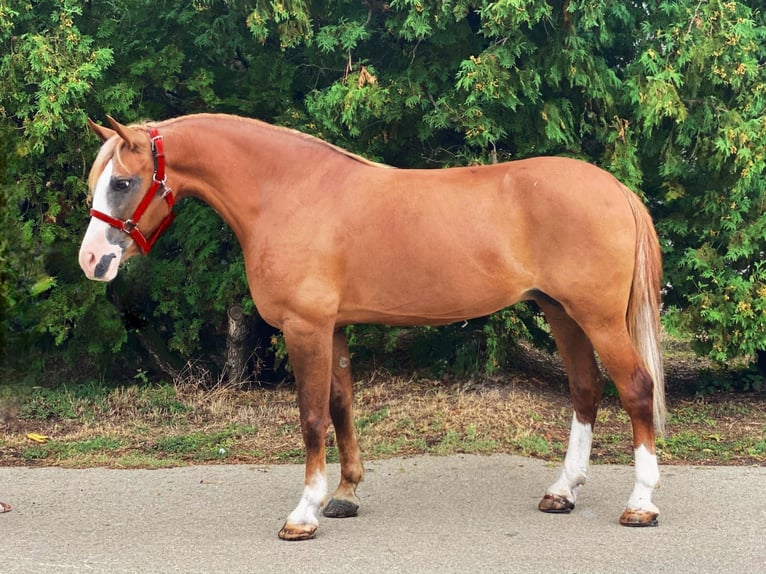 Weitere Ponys/Kleinpferde Stute 8 Jahre 150 cm Fuchs in B&#xE9;k&#xE9;scsaba