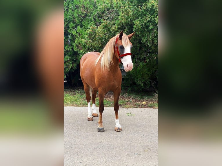 Weitere Ponys/Kleinpferde Stute 8 Jahre 150 cm Fuchs in B&#xE9;k&#xE9;scsaba