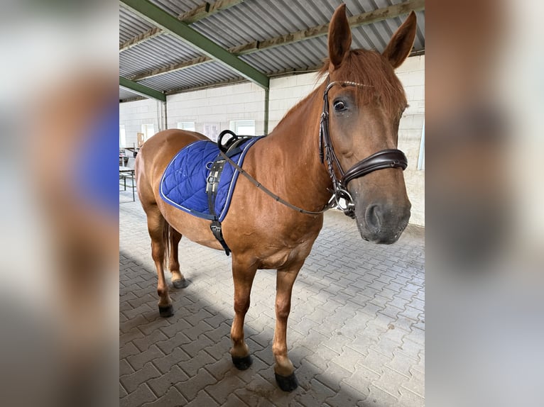 Weitere Ponys/Kleinpferde Mix Stute 8 Jahre 150 cm Fuchs in Meppen