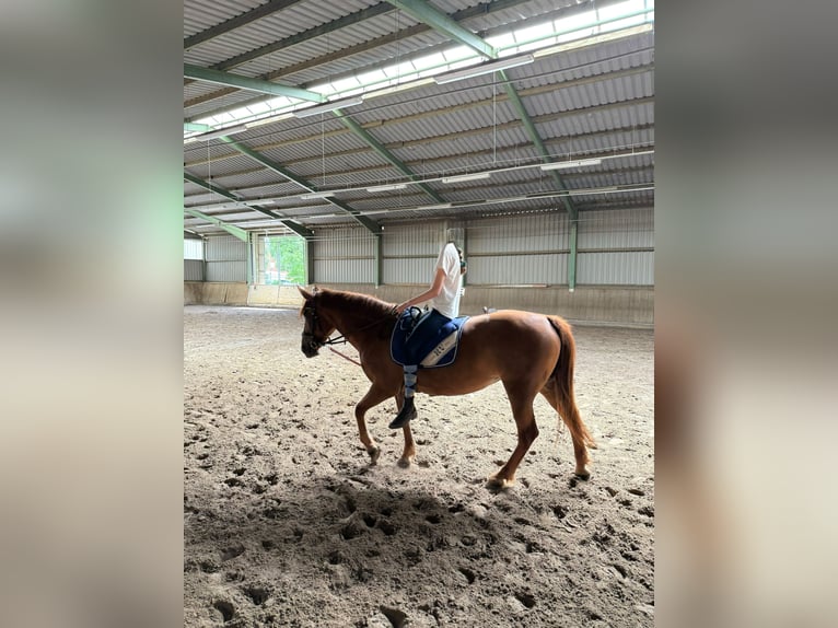 Weitere Ponys/Kleinpferde Mix Stute 8 Jahre 150 cm Fuchs in Meppen