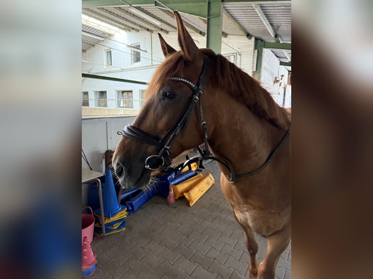 Weitere Ponys/Kleinpferde Mix Stute 8 Jahre 150 cm Fuchs in Meppen