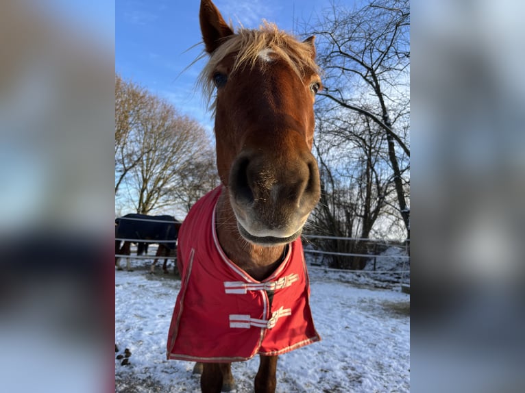 Weitere Ponys/Kleinpferde Stute 8 Jahre 150 cm Roan-Red in Köln