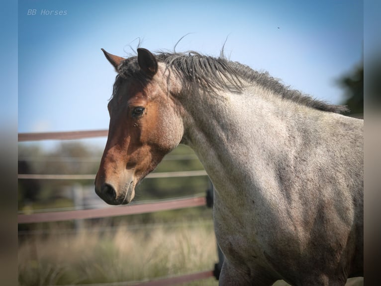 Weitere Ponys/Kleinpferde Stute 8 Jahre 151 cm Roan-Bay in Pastetten