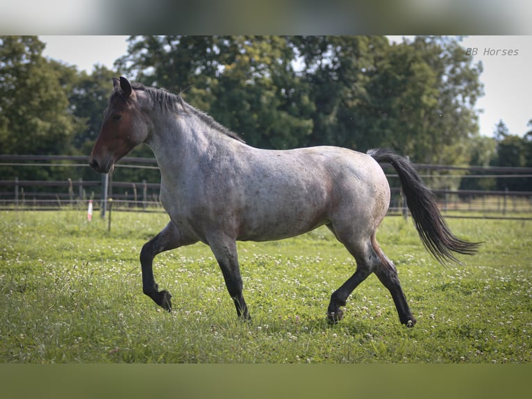 Weitere Ponys/Kleinpferde Stute 8 Jahre 151 cm Roan-Bay in Pastetten