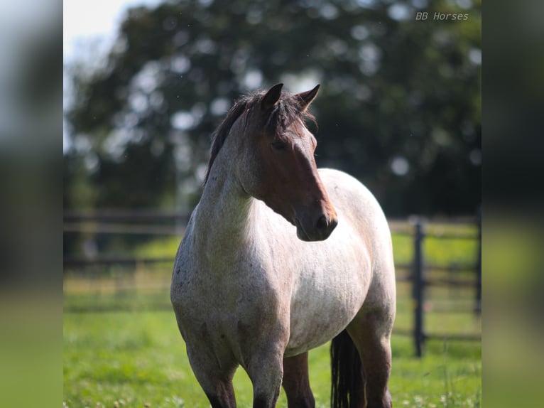 Weitere Ponys/Kleinpferde Stute 8 Jahre 151 cm Roan-Bay in Pastetten