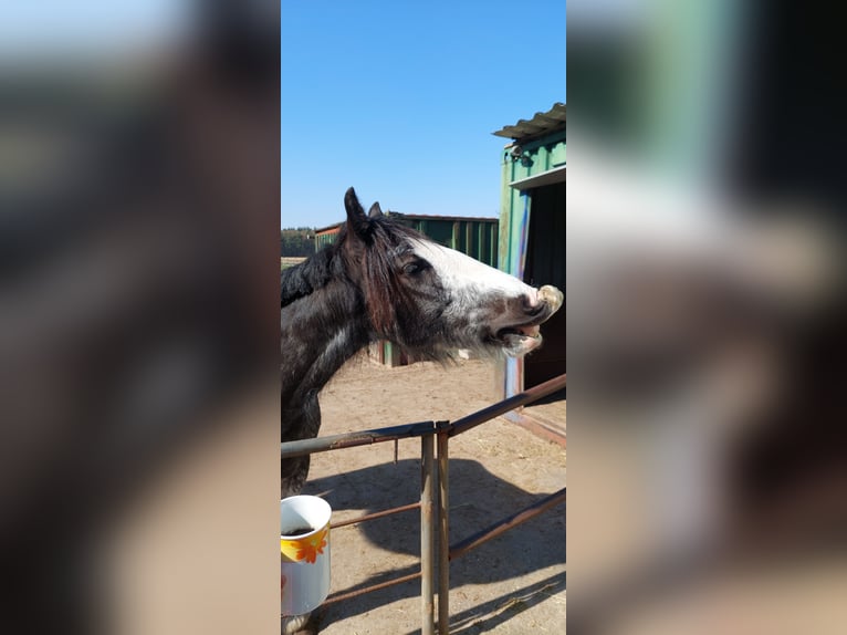 Weitere Ponys/Kleinpferde Mix Stute 8 Jahre 153 cm Sabino in Wippingen
