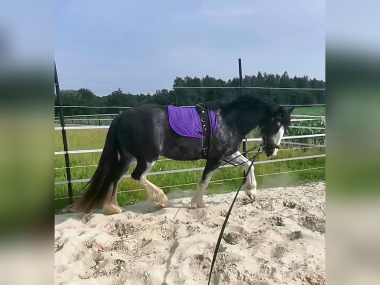 Weitere Ponys/Kleinpferde Mix Stute 8 Jahre 153 cm Sabino in Wippingen