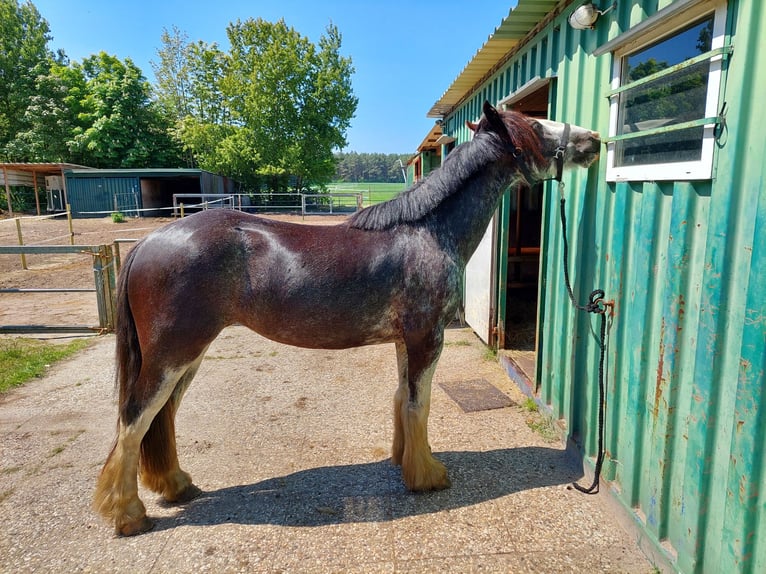 Weitere Ponys/Kleinpferde Mix Stute 8 Jahre 153 cm Sabino in Wippingen