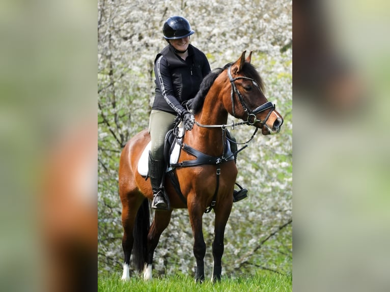 Weitere Ponys/Kleinpferde Stute 8 Jahre 154 cm Brauner in Nettersheim
