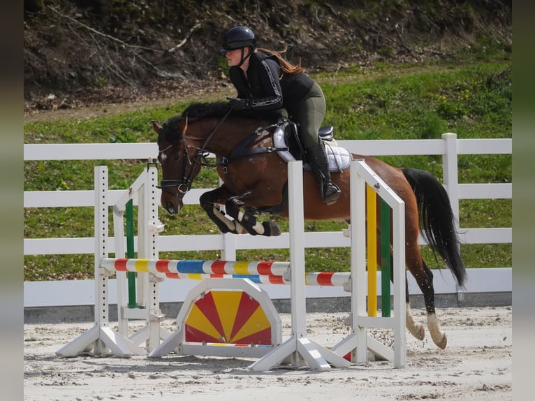 Weitere Ponys/Kleinpferde Stute 8 Jahre 154 cm Brauner in Nettersheim