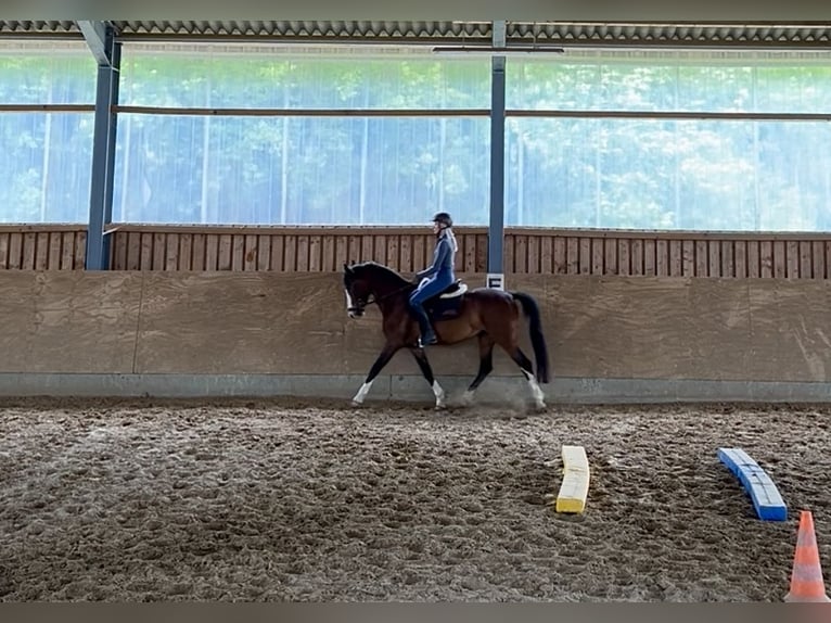 Weitere Ponys/Kleinpferde Stute 8 Jahre 155 cm Brauner in Schalksm&#xFC;hle