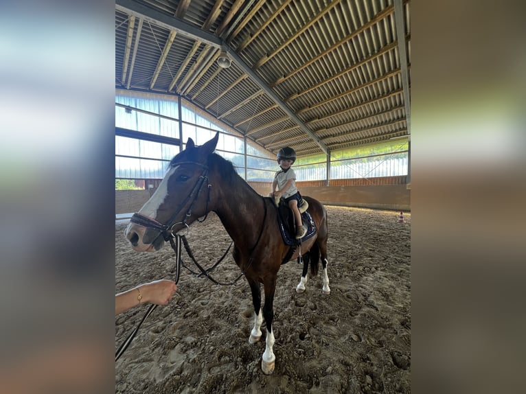 Weitere Ponys/Kleinpferde Stute 8 Jahre 155 cm Brauner in Schalksm&#xFC;hle