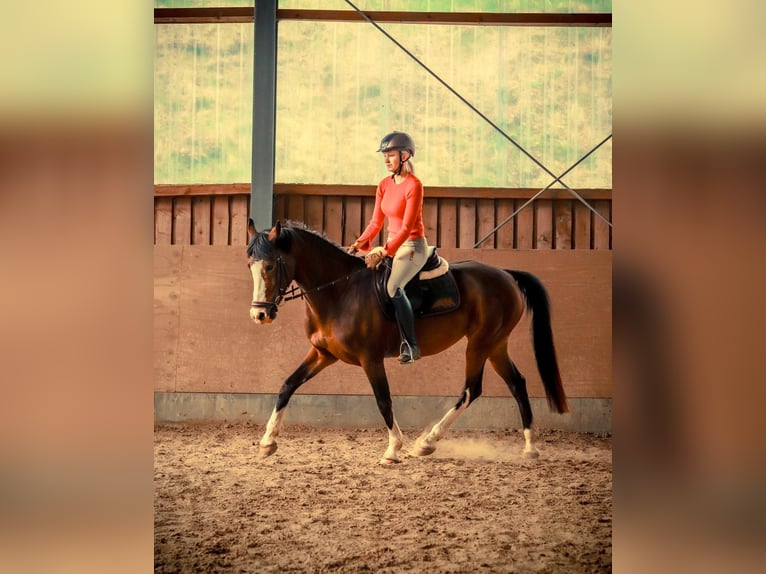 Weitere Ponys/Kleinpferde Stute 8 Jahre 155 cm Brauner in Schalksm&#xFC;hle