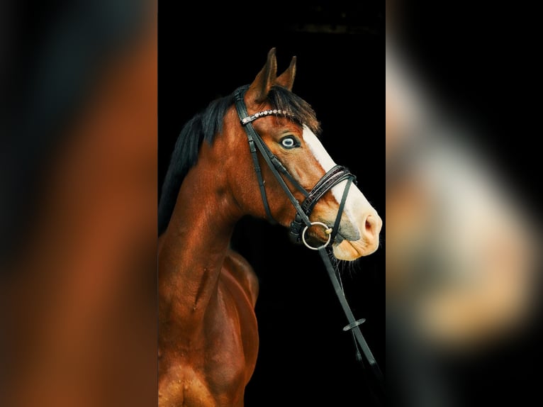 Weitere Ponys/Kleinpferde Stute 8 Jahre 155 cm Brauner in Schalksm&#xFC;hle
