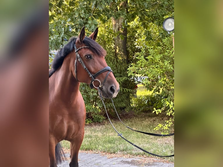 Weitere Ponys/Kleinpferde Stute 8 Jahre 155 cm Brauner in Neu Gaarz