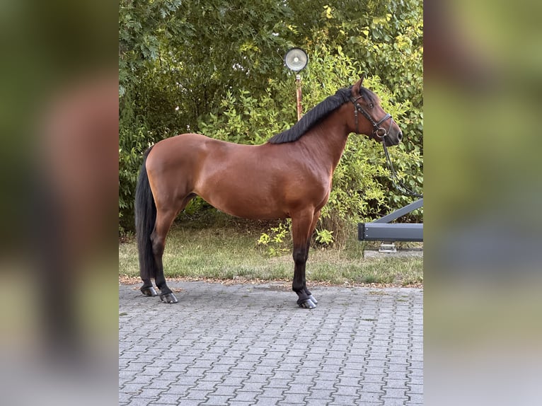 Weitere Ponys/Kleinpferde Mix Stute 8 Jahre 155 cm Brauner in Leipzig