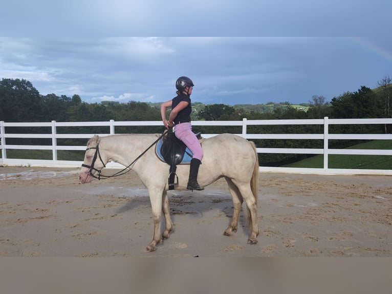 Weitere Ponys/Kleinpferde Stute 8 Jahre 155 cm Cremello in Morsbach
