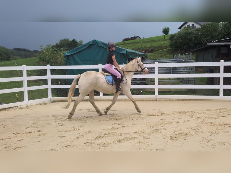 Weitere Ponys/Kleinpferde Stute 8 Jahre 155 cm Cremello in Morsbach