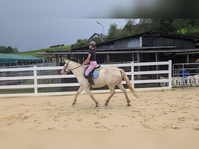 Weitere Ponys/Kleinpferde Stute 8 Jahre 155 cm Cremello in Morsbach