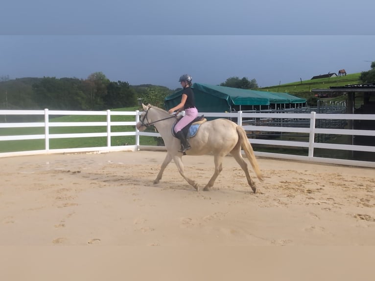 Weitere Ponys/Kleinpferde Stute 8 Jahre 155 cm Cremello in Morsbach