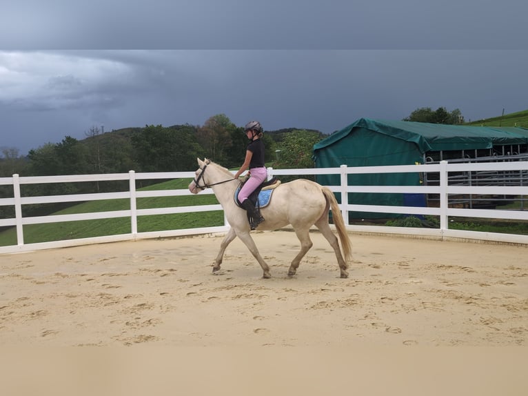 Weitere Ponys/Kleinpferde Stute 8 Jahre 155 cm Cremello in Morsbach