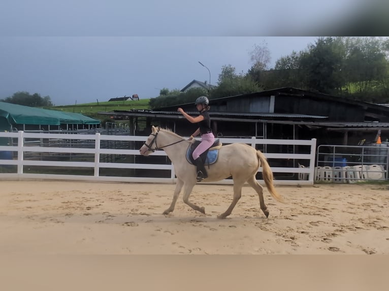 Weitere Ponys/Kleinpferde Stute 8 Jahre 155 cm Cremello in Morsbach